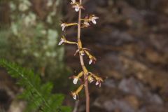 Spotted Coralroot, Corallorhiza maculata