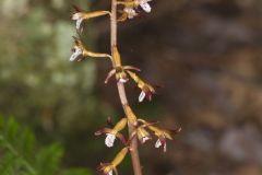 Spotted Coralroot, Corallorhiza maculata