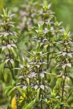 Spotted Horsemint, Monarda punctata