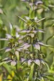 Spotted Horsemint, Monarda punctata