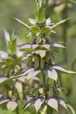 Spotted Horsemint, Monarda punctata