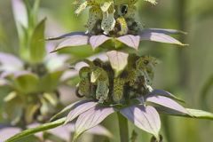Spotted Horsemint