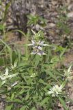Spotted Horsemint, Monarda punctata
