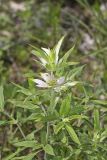 Spotted Horsemint, Monarda punctata