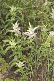 Spotted Horsemint, Monarda punctata