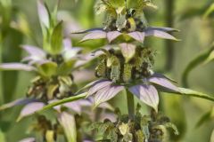 Spotted Horsemint, Monarda punctata