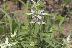 Spotted Horsemint, Monarda punctata