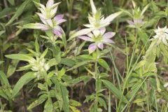 Spotted Horsemint, Monarda punctata