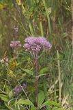 Spotted Joe-pye Weed, Eutrochium maculatum