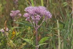Spotted Joe-pye Weed