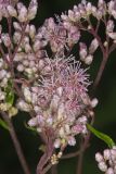 Spotted Joe-pye Weed, Eutrochium maculatum