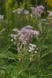 Spotted Joe-pye Weed, Eutrochium maculatum