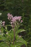 Spotted Joe-pye Weed, Eutrochium maculatum