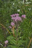 Spotted Joe-pye Weed, Eutrochium maculatum