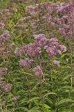 Spotted Joe-pye Weed, Eutrochium maculatum