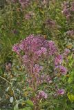 Spotted Joe-pye Weed, Eutrochium maculatum