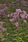 Spotted Joe-pye Weed, Eutrochium maculatum