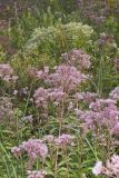 Spotted Joe-pye Weed, Eutrochium maculatum