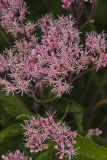 Spotted Joe-pye Weed, Eutrochium maculatum