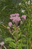 Spotted Joe-pye Weed, Eutrochium maculatum