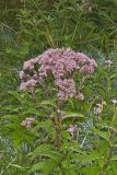 Spotted Joe-pye Weed, Eutrochium maculatum