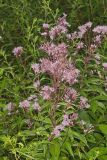 Spotted Joe-pye Weed, Eutrochium maculatum