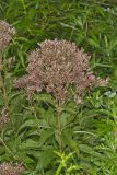 Spotted Joe-pye Weed, Eutrochium maculatum