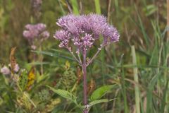 Spotted Joe-pye Weed, Eutrochium maculatum
