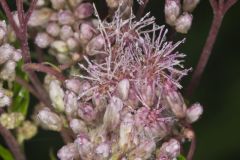 Spotted Joe-pye Weed, Eutrochium maculatum