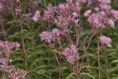 Spotted Joe-pye Weed, Eutrochium maculatum
