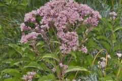 Spotted Joe-pye Weed, Eutrochium maculatum