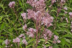 Spotted Joe-pye Weed, Eutrochium maculatum