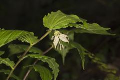 Spotted Mandarin, Prosartes maculata