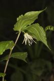 Spotted Mandarin, Prosartes maculata