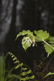 Spotted Mandarin, Prosartes maculata