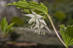 Spotted Mandarin, Prosartes maculata