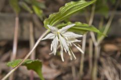 Spotted Mandarin, Prosartes maculata