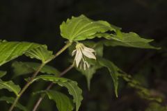 Spotted Mandarin, Prosartes maculata