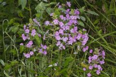 Spotted Phlox, Phlox maculata