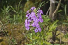 Spotted Phlox, Phlox maculata