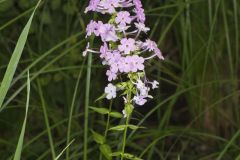 Spotted Phlox, Phlox maculata