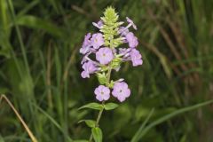 Spotted Phlox, Phlox maculata