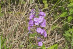 Spotted Phlox, Phlox maculata