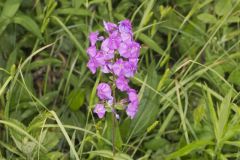 Spotted Phlox, Phlox maculata