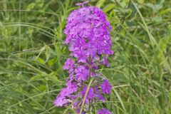 Spotted Phlox, Phlox maculata