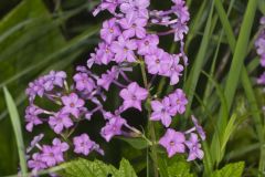 Spotted Phlox, Phlox maculata