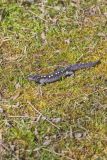 Spotted Salamander, Ambystoma maculatum