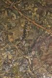 Spotted Salamander, Ambystoma maculatum