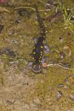 Spotted Salamander, Ambystoma maculatum