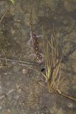 Spotted Salamander, Ambystoma maculatum